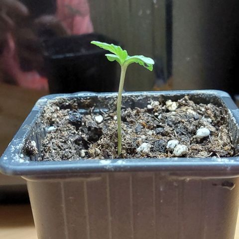 Bruce Banner Auto growlog timeline photo