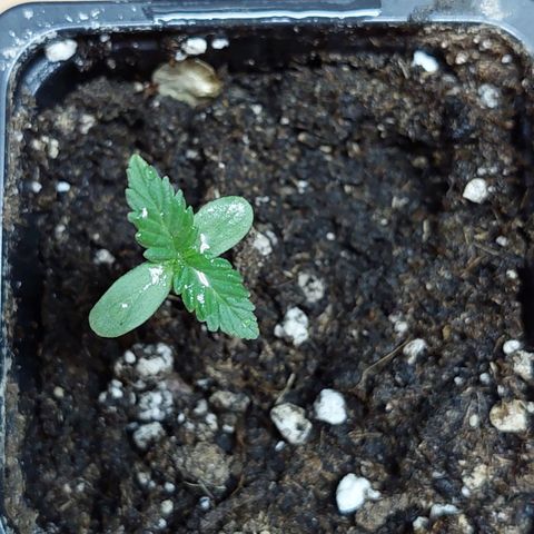 Bruce Banner Auto growlog timeline photo