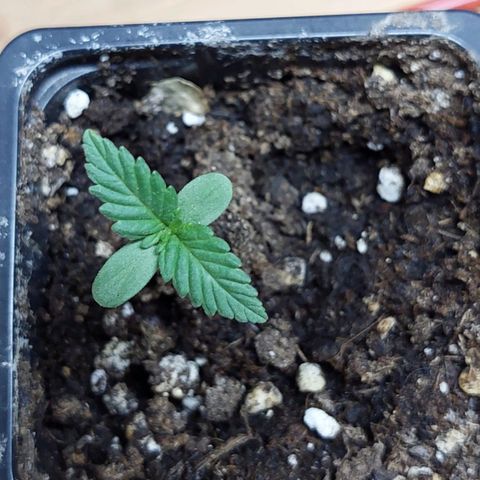 Bruce Banner Auto growlog timeline photo