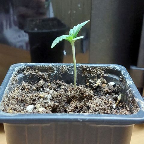 Bruce Banner Auto growlog timeline photo