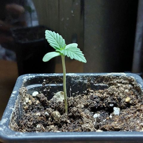 Bruce Banner Auto growlog timeline photo