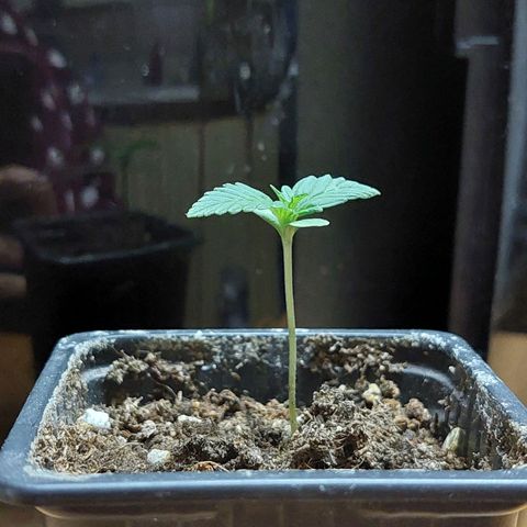 Bruce Banner Auto growlog timeline photo