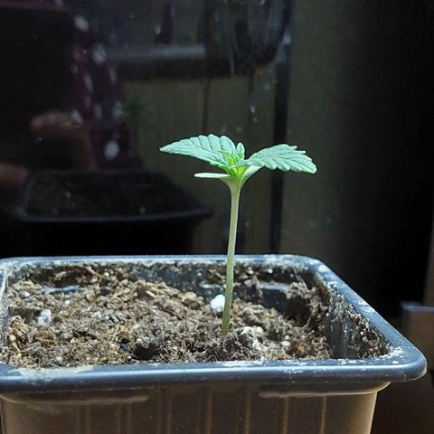 Bruce Banner Auto growlog timeline photo