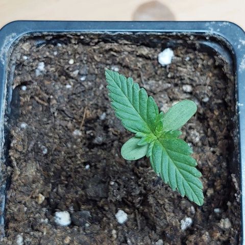 Bruce Banner Auto growlog timeline photo