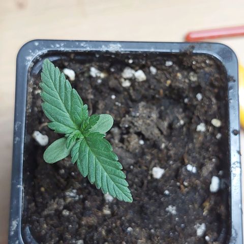 Bruce Banner Auto growlog timeline photo