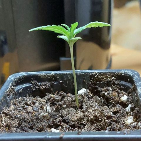 Bruce Banner Auto growlog timeline photo