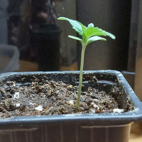 Bruce Banner Auto growlog timeline photo