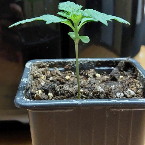 Bruce Banner Auto growlog timeline photo
