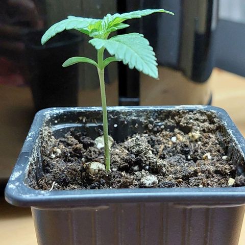 Bruce Banner Auto growlog timeline photo