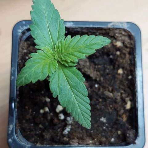 Bruce Banner Auto growlog timeline photo