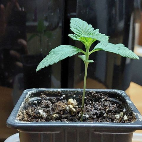 Bruce Banner Auto growlog timeline photo