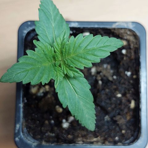 Bruce Banner Auto growlog timeline photo