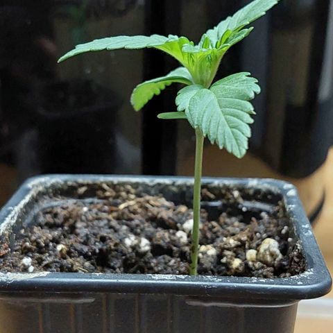 Bruce Banner Auto growlog timeline photo