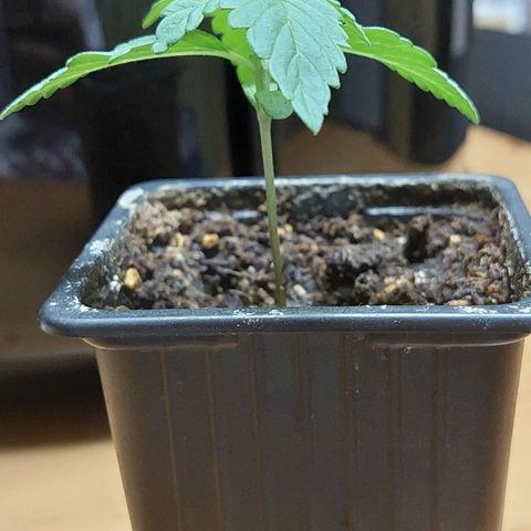 Bruce Banner Auto growlog timeline photo