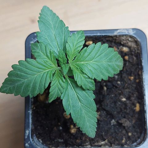 Bruce Banner Auto growlog timeline photo