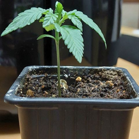 Bruce Banner Auto growlog timeline photo