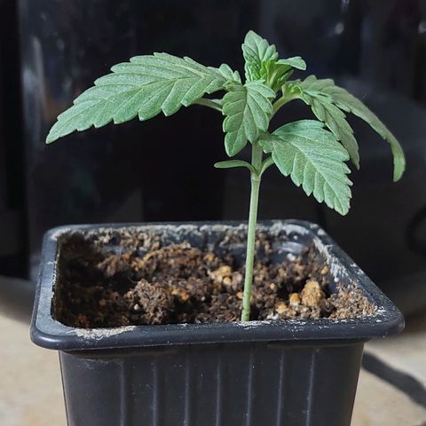 Bruce Banner Auto growlog timeline photo