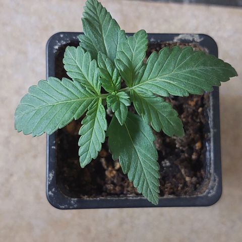 Bruce Banner Auto growlog timeline photo