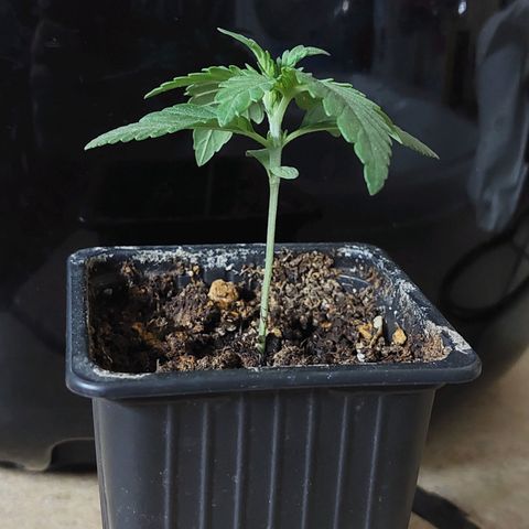 Bruce Banner Auto growlog timeline photo