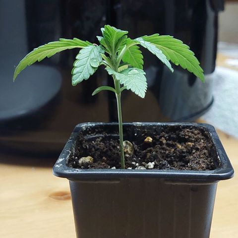 Bruce Banner Auto growlog timeline photo