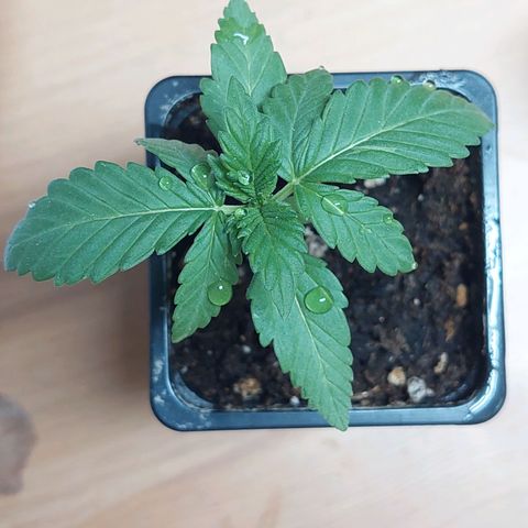 Bruce Banner Auto growlog timeline photo