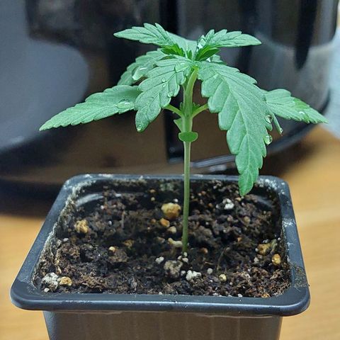 Bruce Banner Auto growlog timeline photo