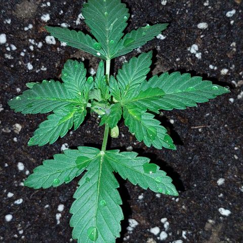Bruce Banner Auto growlog timeline photo