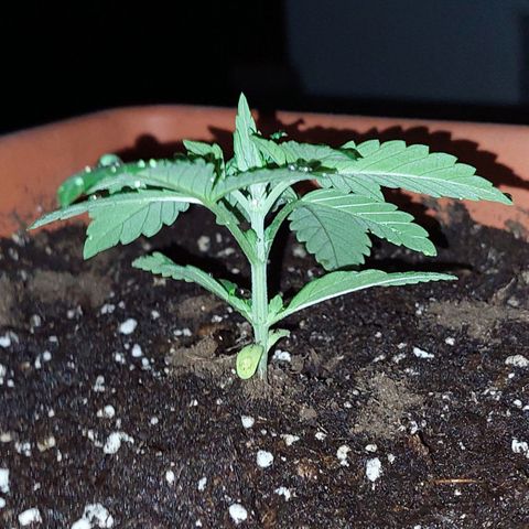 Bruce Banner Auto growlog timeline photo