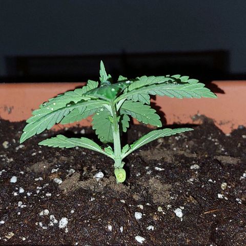 Bruce Banner Auto growlog timeline photo