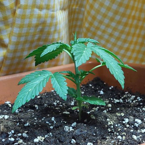 Bruce Banner Auto growlog timeline photo