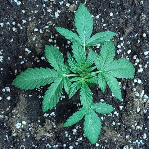 Bruce Banner Auto growlog timeline photo