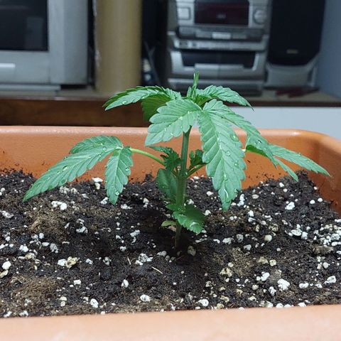 Bruce Banner Auto growlog timeline photo