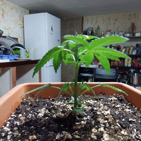 Bruce Banner Auto growlog timeline photo