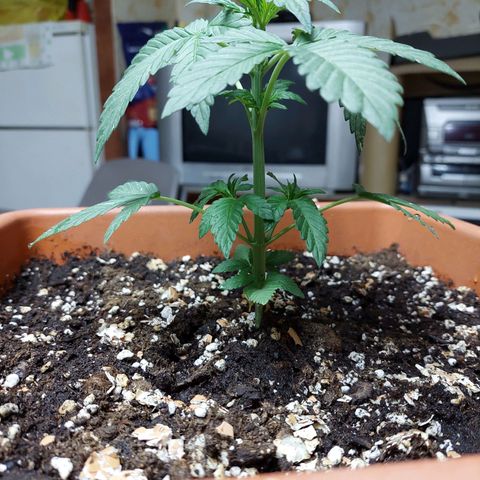 Bruce Banner Auto growlog timeline photo