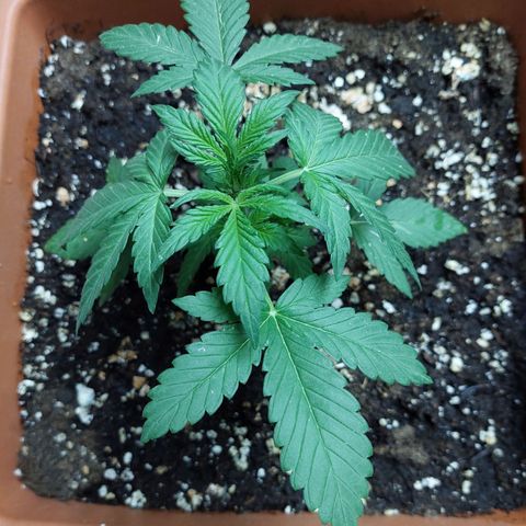 Bruce Banner Auto growlog timeline photo