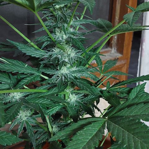 Bruce Banner Auto growlog timeline photo