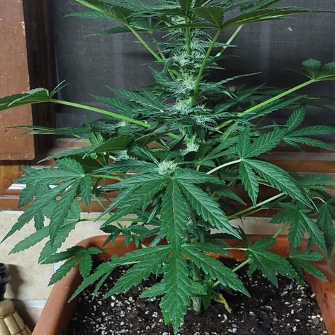 Bruce Banner Auto growlog timeline photo