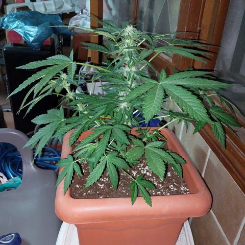 Bruce Banner Auto growlog timeline photo