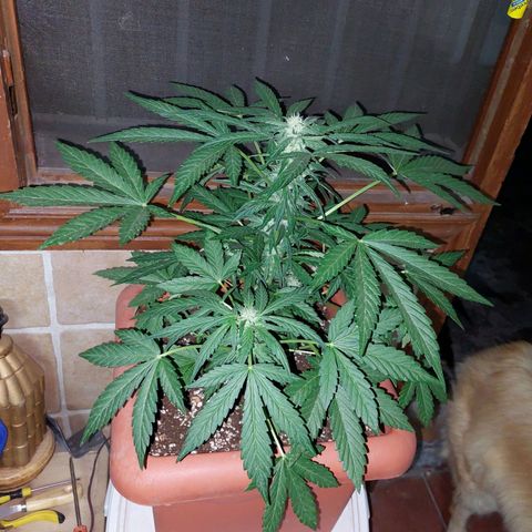 Bruce Banner Auto growlog timeline photo