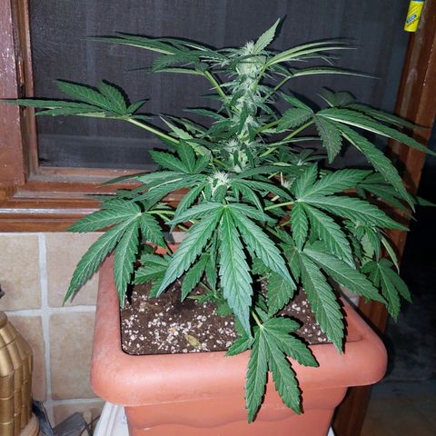 Bruce Banner Auto growlog timeline photo