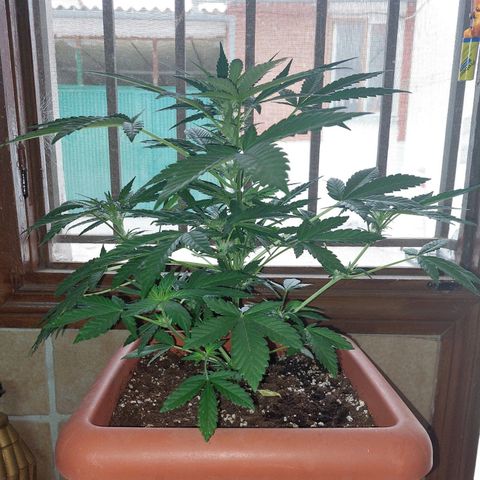 Bruce Banner Auto growlog timeline photo