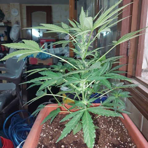 Bruce Banner Auto growlog timeline photo