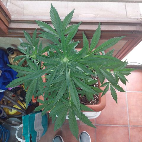 Bruce Banner Auto growlog timeline photo