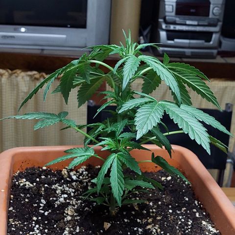 Bruce Banner Auto growlog timeline photo