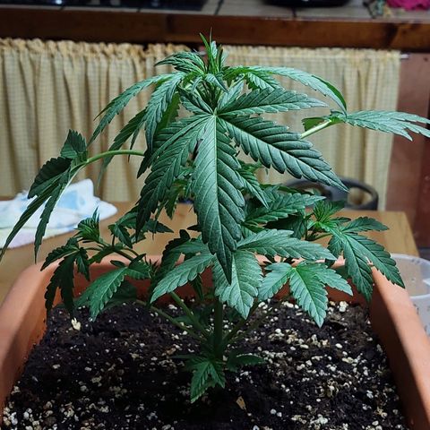 Bruce Banner Auto growlog timeline photo