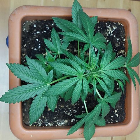 Bruce Banner Auto growlog timeline photo