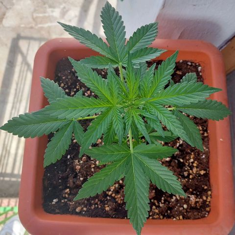 Bruce Banner Auto growlog timeline photo