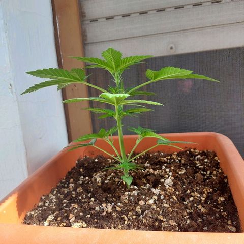 Bruce Banner Auto growlog timeline photo