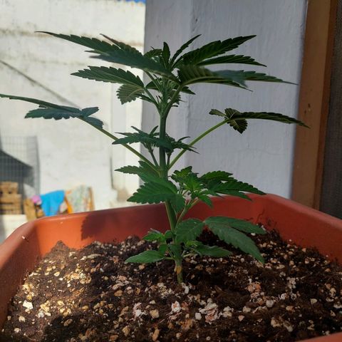 Bruce Banner Auto growlog timeline photo