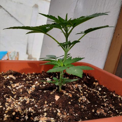 Bruce Banner Auto growlog timeline photo